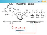 专题6 ATP和酶-备战2023年高考生物一轮复习全考点精选课件（浙江新教材、新高考专用）