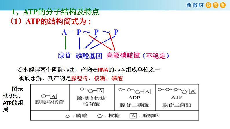 专题6 ATP和酶-备战2023年高考生物一轮复习全考点精选课件（浙江新教材、新高考专用）第6页