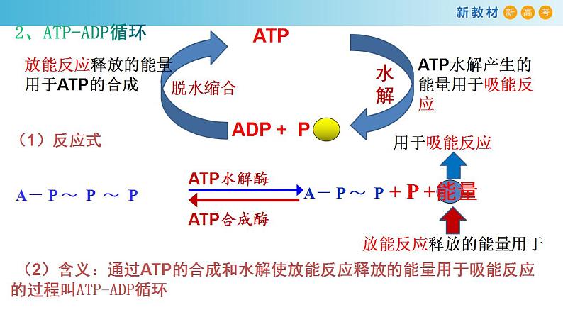 专题6 ATP和酶-备战2023年高考生物一轮复习全考点精选课件（浙江新教材、新高考专用）第8页