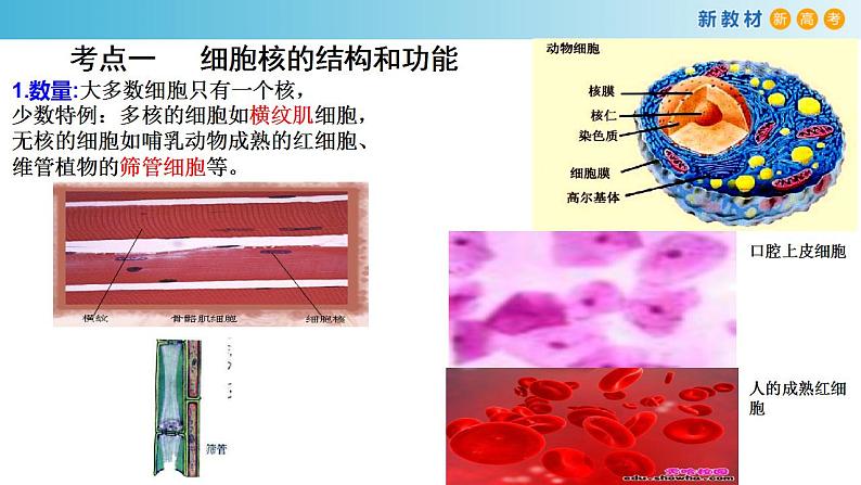 专题5 细胞核和原核细胞-备战2023年高考生物一轮复习全考点精选课件（浙江新教材、新高考专用）02