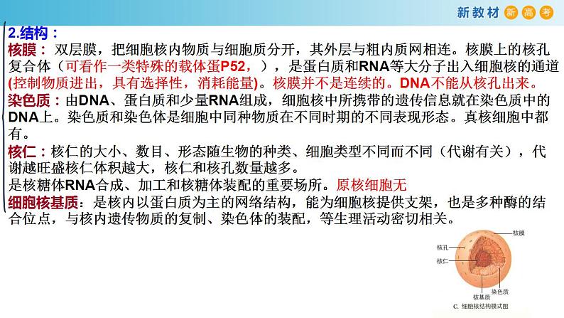 专题5 细胞核和原核细胞-备战2023年高考生物一轮复习全考点精选课件（浙江新教材、新高考专用）03