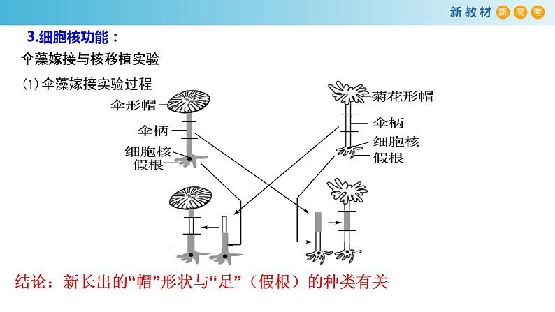 专题5 细胞核和原核细胞-备战2023年高考生物一轮复习全考点精选课件（浙江新教材、新高考专用）04