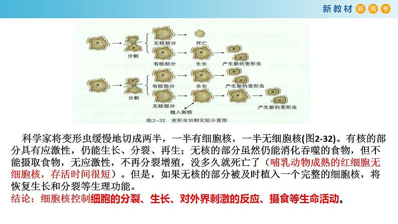 专题5 细胞核和原核细胞-备战2023年高考生物一轮复习全考点精选课件（浙江新教材、新高考专用）06