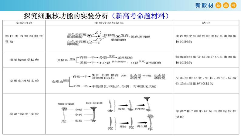 专题5 细胞核和原核细胞-备战2023年高考生物一轮复习全考点精选课件（浙江新教材、新高考专用）07