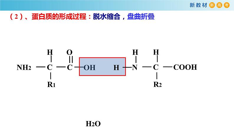 专题2 蛋白质与核酸及有机物的检测-备战2023年高考生物一轮复习全考点精选课件（浙江新教材、新高考专用）第3页