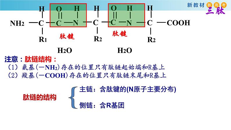 专题2 蛋白质与核酸及有机物的检测-备战2023年高考生物一轮复习全考点精选课件（浙江新教材、新高考专用）第8页