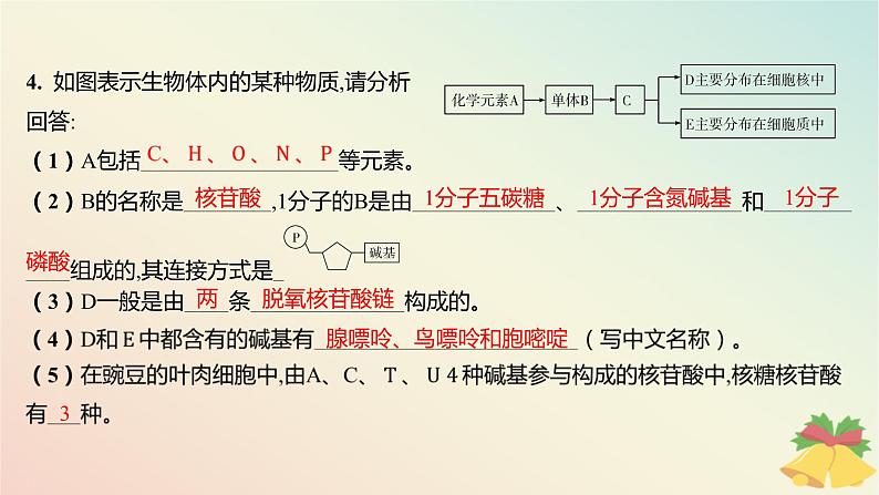 江苏专版2023_2024学年新教材高中生物第一章细胞的分子组成第三节细胞中的蛋白质和核酸第二课时核酸储存与传递遗传信息分层作业课件苏教版必修106