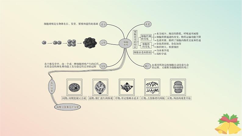 江苏专版2023_2024学年新教材高中生物第四章细胞增殖分化衰老和死亡本章知识网络课件苏教版必修1第4页