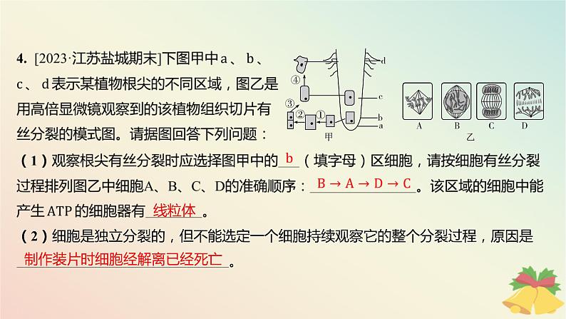 江苏专版2023_2024学年新教材高中生物第四章细胞增殖分化衰老和死亡第一节细胞增殖第二课时植物细胞的有丝分裂减数分裂和无丝分裂分层作业课件苏教版必修104