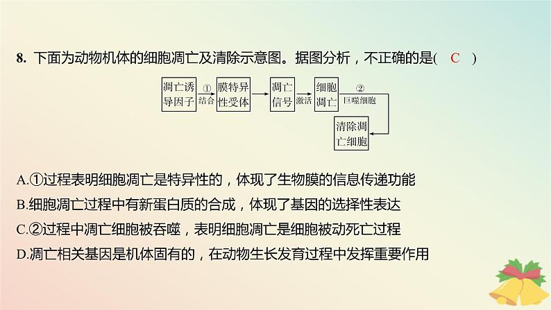 江苏专版2023_2024学年新教材高中生物第四章细胞增殖分化衰老和死亡第二节细胞分化衰老和死亡第二课时细胞衰老和细胞死亡分层作业课件苏教版必修108