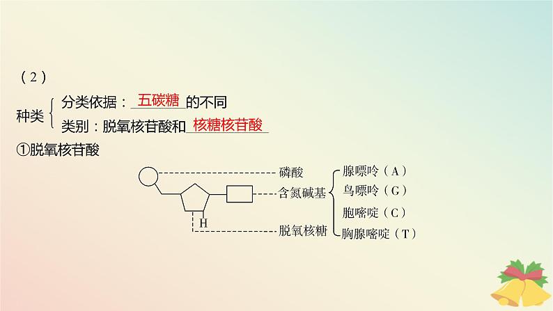 江苏专版2023_2024学年新教材高中生物第一章细胞的分子组成第三节细胞中的蛋白质和核酸第二课时核酸储存与传递遗传信息课件苏教版必修106