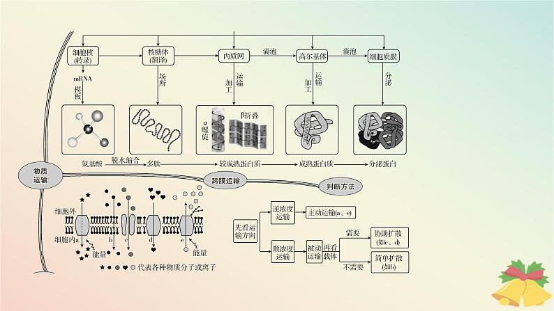 江苏专版2023_2024学年新教材高中生物第二章细胞的结构和生命活动本章知识网络课件苏教版必修105