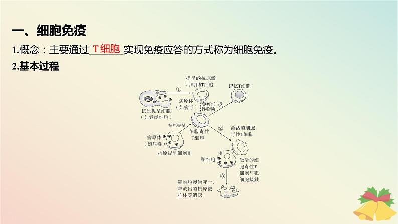 江苏专版2023_2024学年新教材高中生物第三章人的免疫调节与稳态第一节人体的免疫应答第二课时细胞免疫免疫制剂及神经调节体液调节和免疫调节的关系课件苏教版选择性必修105