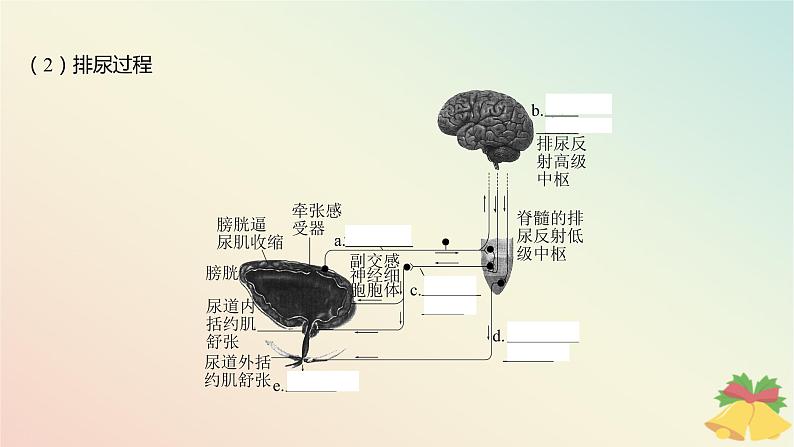 江苏专版2023_2024学年新教材高中生物第一章人体稳态维持的生理基础第一节神经调节第四课时低级神经中枢和高级神经中枢相互联系相互协调及人脑的高级功能课件苏教版选择性必修106