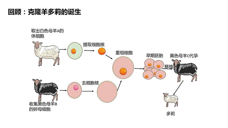 2.2.3动物体细胞核移植技术和克隆动物  课件人教版高中生物选修三ppt04