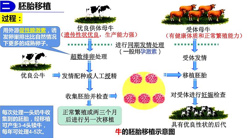 2.3.2胚胎工程技术及其应用  课件人教版高中生物选修三ppt07