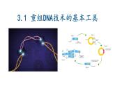 3.1重组DNA技术的基本工具  课件人教版高中生物选修三ppt