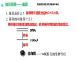3.1重组DNA技术的基本工具  课件人教版高中生物选修三ppt