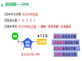 3.1重组DNA技术的基本工具  课件人教版高中生物选修三ppt