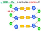 3.1重组DNA技术的基本工具  课件人教版高中生物选修三ppt