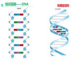 3.1重组DNA技术的基本工具  课件人教版高中生物选修三ppt