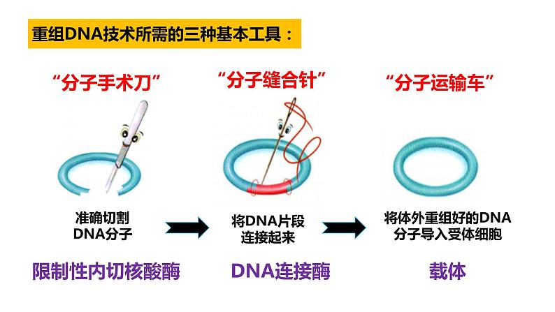 3.2基因工程的基本操作程序(1)  课件人教版高中生物选修三ppt02