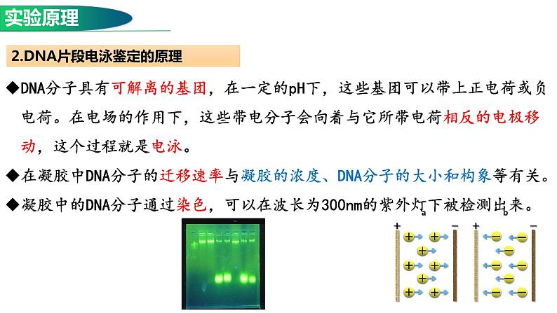 3.2基因工程的基本操作程序(2)  课件人教版高中生物选修三ppt第3页