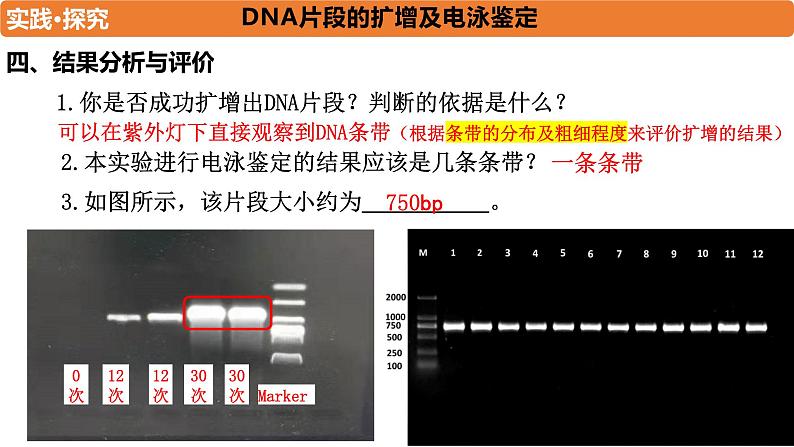 3.2基因工程的基本操作程序(2)  课件人教版高中生物选修三ppt第8页