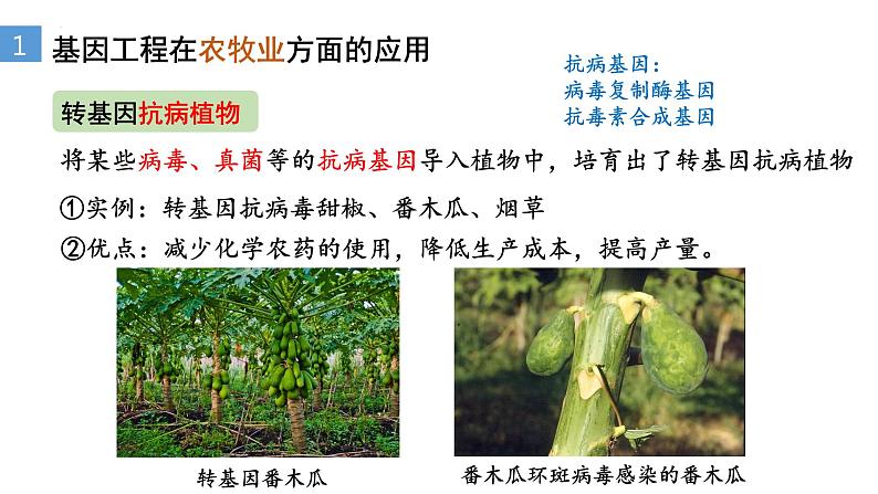 3.3基因工程的应用  课件人教版高中生物选修三ppt06