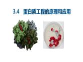 3.4蛋白质工程的原理和应用  课件人教版高中生物选修三ppt