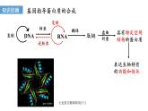 3.4蛋白质工程的原理和应用  课件人教版高中生物选修三ppt