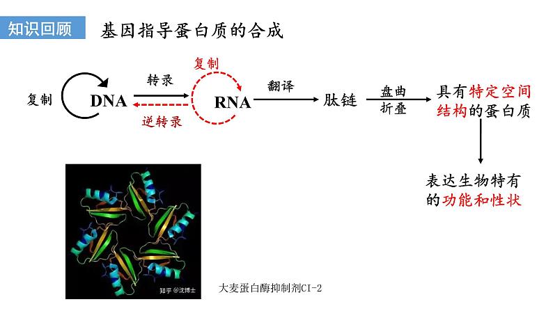 3.4蛋白质工程的原理和应用  课件人教版高中生物选修三ppt第2页