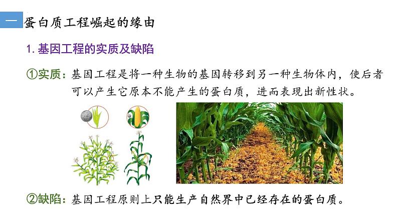 3.4蛋白质工程的原理和应用  课件人教版高中生物选修三ppt第5页