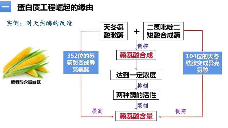 3.4蛋白质工程的原理和应用  课件人教版高中生物选修三ppt第7页