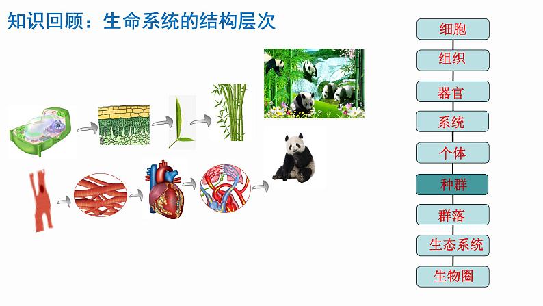 1.1种群的数量特征  课件人教版高中生物选修二ppt第4页