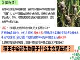 2.1群落的结构  课件人教版高中生物选修二ppt