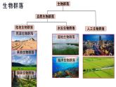 2.2 群落的主要类型  课件人教版高中生物选修二ppt