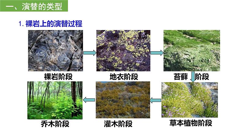 2.3群落的演替  课件人教版高中生物选修二ppt第3页