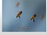 3.4生态系统的信息传递  课件人教版高中生物选修二ppt
