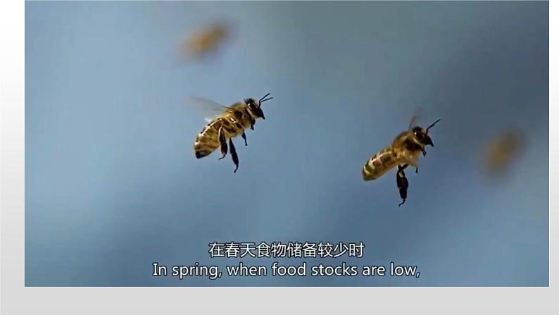 3.4生态系统的信息传递  课件人教版高中生物选修二ppt03