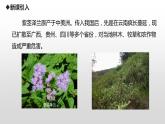 3.5生态系统的稳定性  课件人教版高中生物选修二ppt
