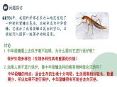 4.2生物多样性及其保护  课件人教版高中生物选修二ppt
