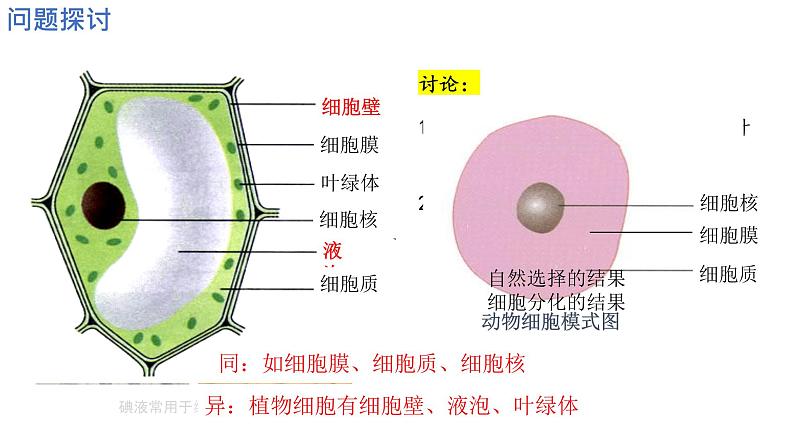 1.2细胞的多样性和统一性 课件高中人教版生物必修一第2页