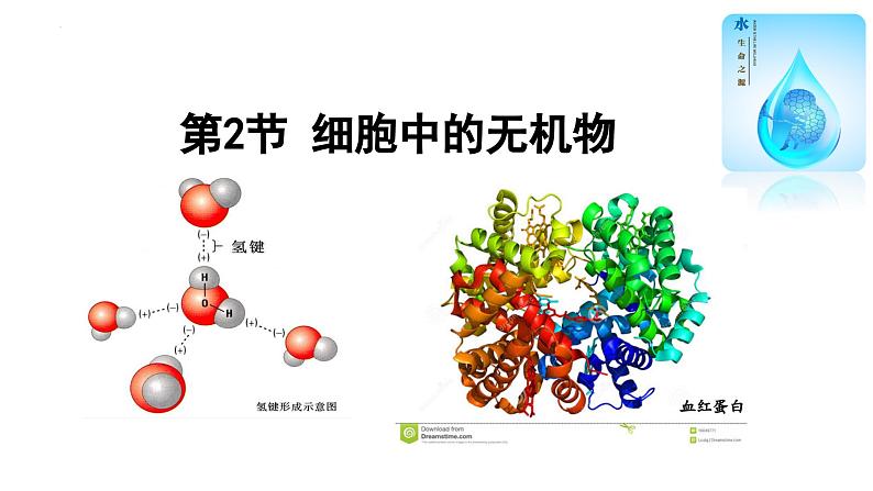 2.2细胞中的无机物修改 课件高中人教版生物必修一第1页