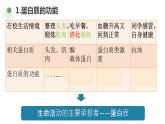 2.4 蛋白质是生命活动的主要承担者 课件高中人教版生物必修一