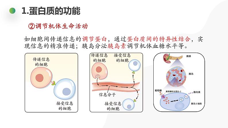 2.4 蛋白质是生命活动的主要承担者 课件高中人教版生物必修一07