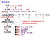 2.4蛋白质是生命活动的主要承担者-2 课件高中人教版生物必修一