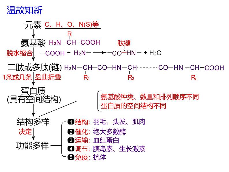 2.4蛋白质是生命活动的主要承担者-2 课件高中人教版生物必修一02