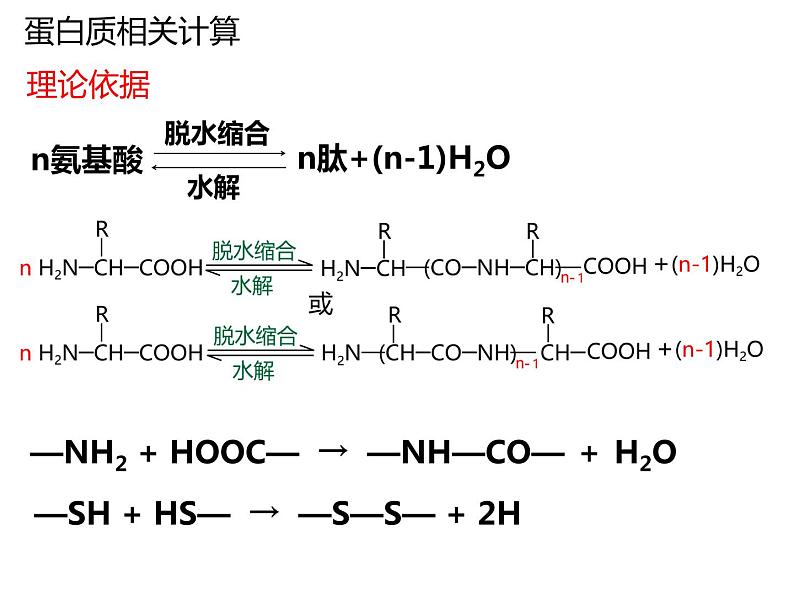 2.4蛋白质是生命活动的主要承担者-2 课件高中人教版生物必修一03