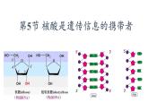 2.5核酸是遗传信息的携带者 课件高中人教版生物必修一